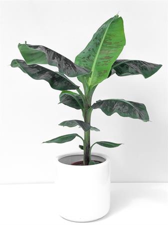 Banano pianta tropicale da interno