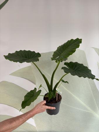 Alocasia pianta orecchie di elefante