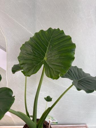 Alocasia pianta orecchie di elefante