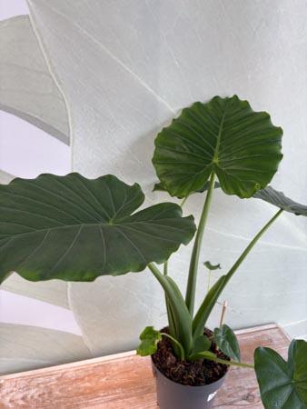 Alocasia pianta orecchie di elefante