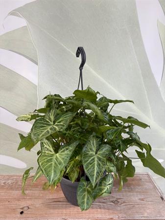 Syngonium basket variegato verde