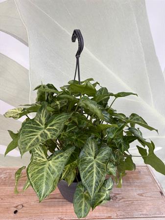 Syngonium basket variegato verde