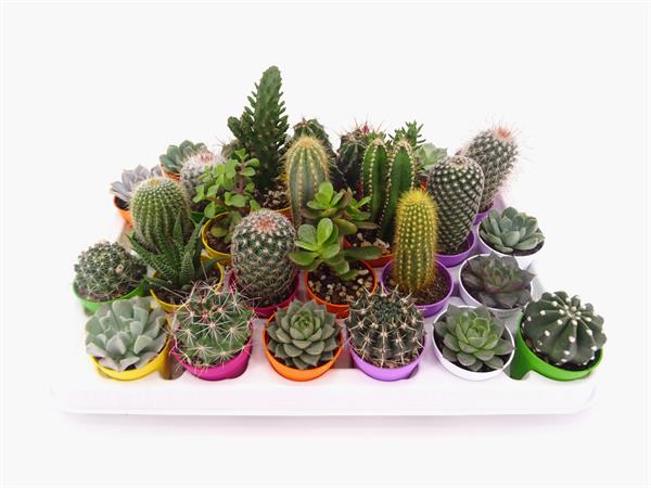 Cactus e succulente d.5,5 cm