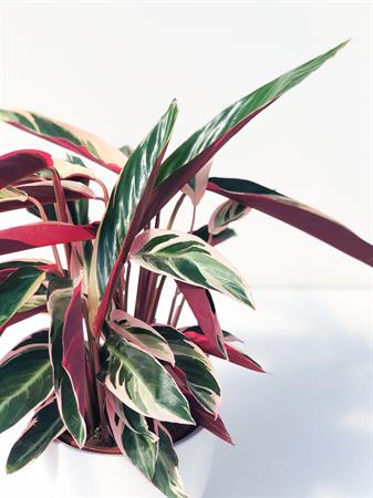 Calathea stromanthe pianta foglie rosa