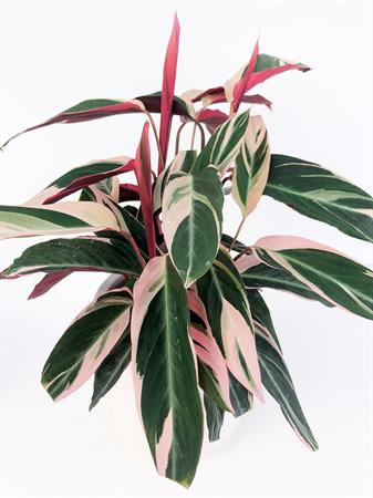 Calathea stromanthe pianta foglie rosa