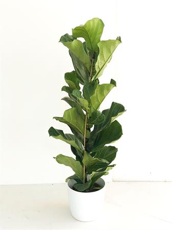 Ficus lyrata pianta foglie grandi