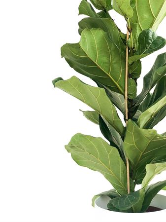 Ficus lyrata pianta foglie grandi