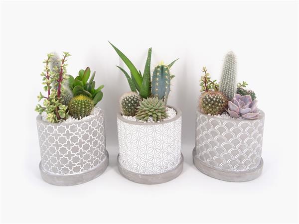 Composizione piante grasse vaso cemento