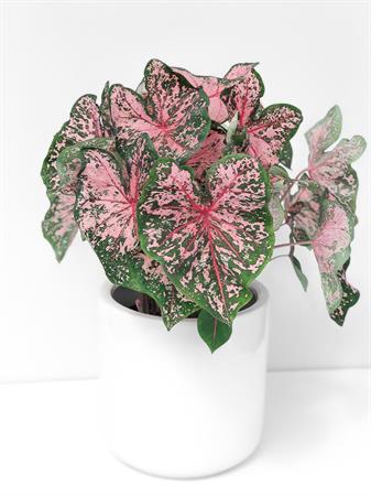 Caladium pianta foglie verdi e rosa