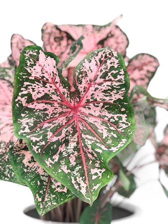 Caladium pianta foglie verdi e rosa