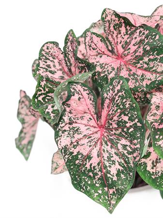 Caladium pianta foglie verdi e rosa