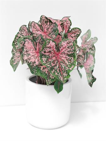 Caladium pianta foglie verdi e rosa