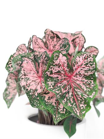 Caladium pianta foglie verdi e rosa