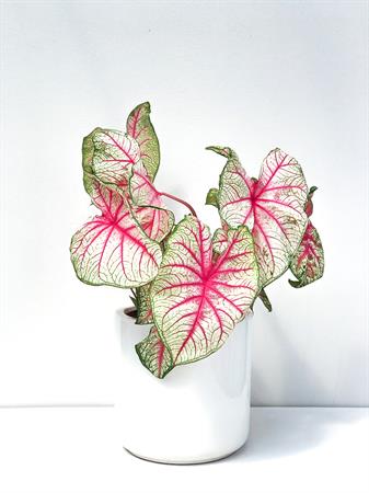 Caladium pianta foglie bianche e rosa