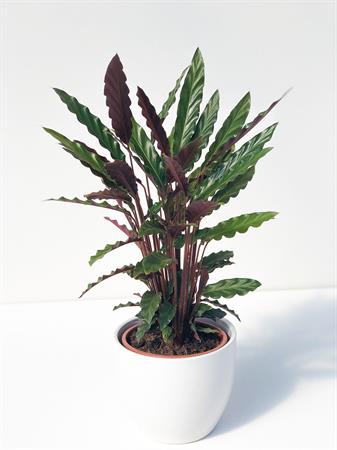 Calathea insignis pianta foglie a righe