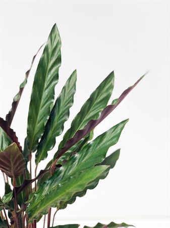 Calathea insignis pianta foglie a righe