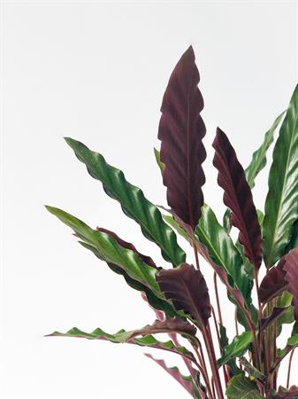 Calathea insignis pianta foglie a righe