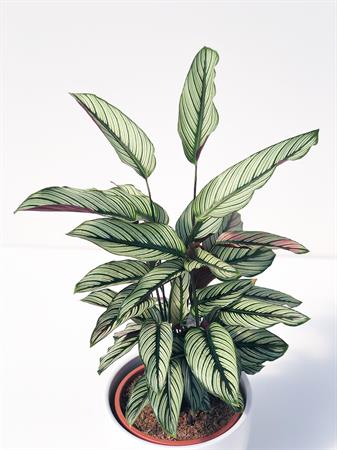 Calatea ornata pianta foglie a righe rosa