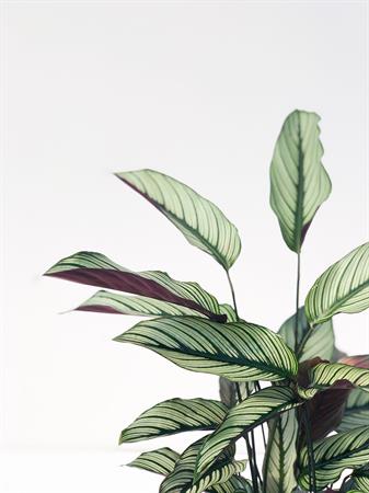 Calatea ornata pianta foglie a righe rosa