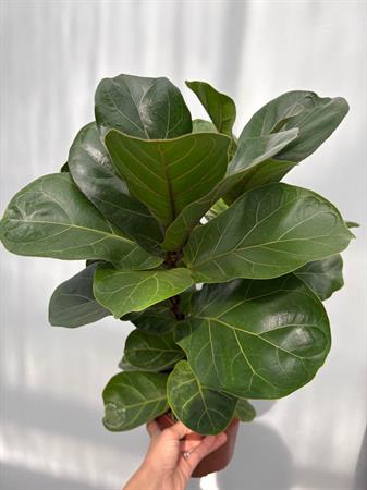 Ficus lyrata baby pianta compatta