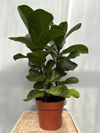 Ficus lyrata baby pianta compatta