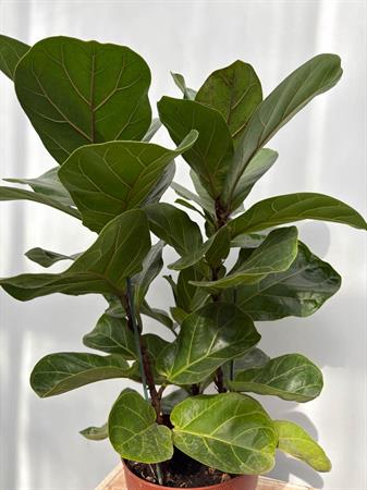Ficus lyrata baby pianta compatta