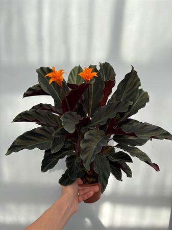 Calathea crocata pianta con fiore arancione