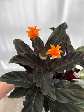 Calathea crocata pianta con fiore arancione
