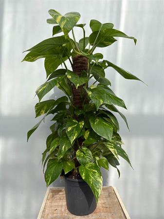 Pothos pianta rampicante su palo muschiato