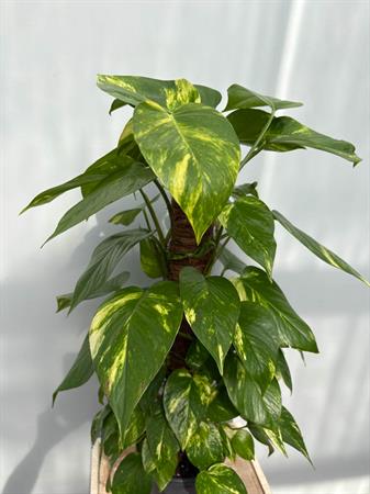 Pothos pianta rampicante su palo muschiato