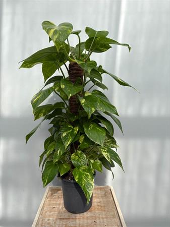 Pothos pianta rampicante su palo muschiato