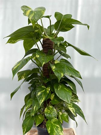 Pothos pianta rampicante su palo muschiato