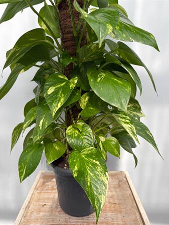 Pothos pianta rampicante su palo muschiato