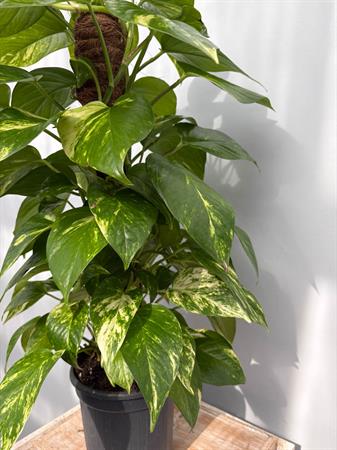 Pothos pianta rampicante su palo muschiato