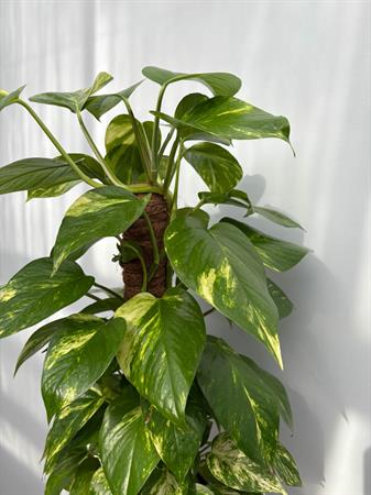 Pothos pianta rampicante su palo muschiato