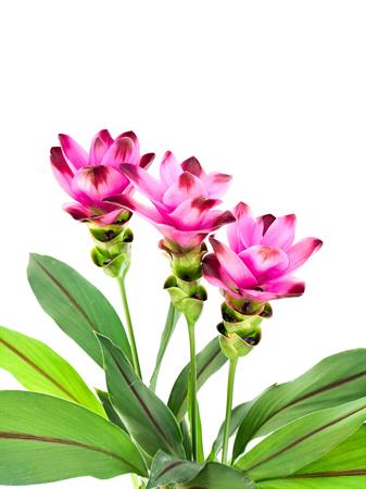 Curcuma pianta tropicale fiore rosa