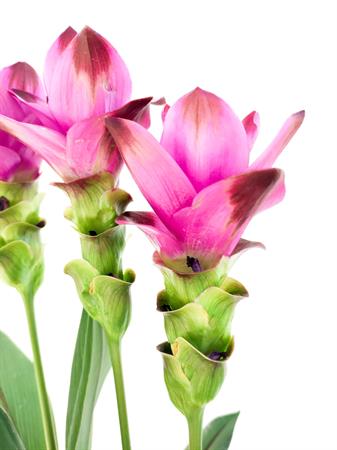 Curcuma pianta tropicale fiore rosa