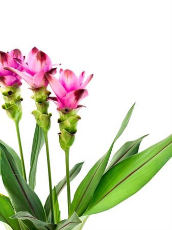 Curcuma pianta tropicale fiore rosa