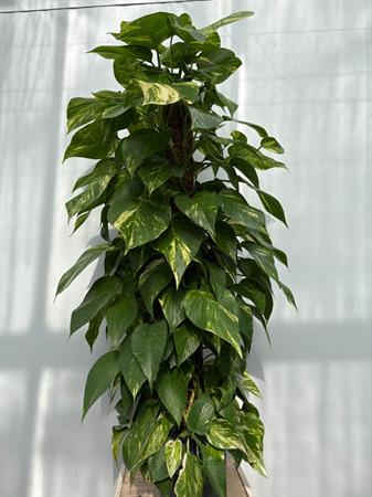 Pothos grande pianta su palo muschiato