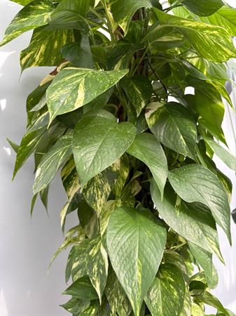 Pothos grande pianta su palo muschiato