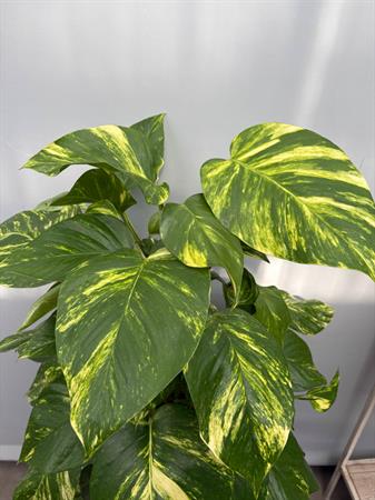 Pothos grande pianta su palo muschiato