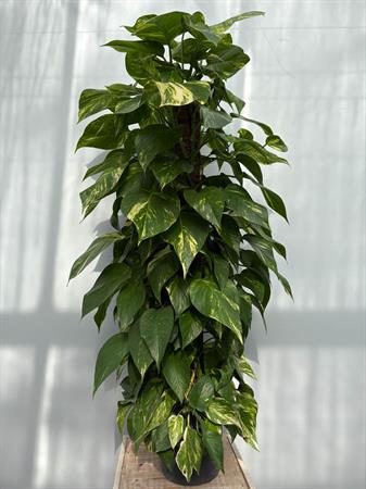 Pothos grande pianta su palo muschiato