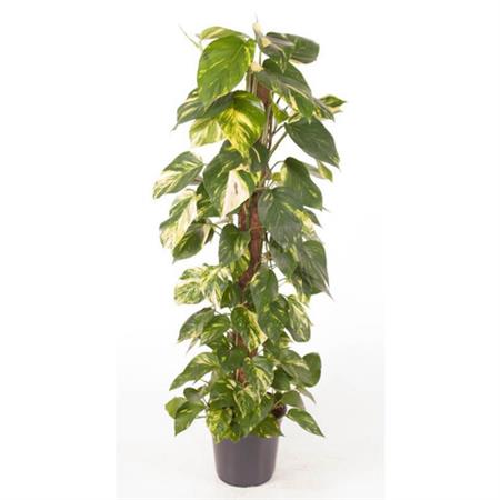 Pothos variegato pianta su bastone