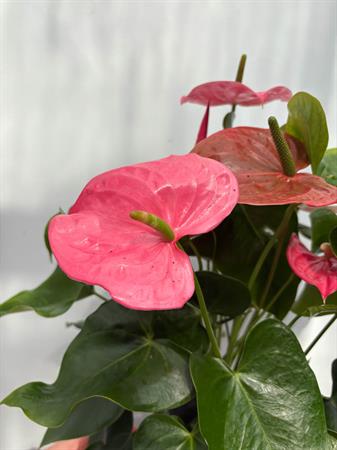 Anthurium rosa pianta elegante da interno