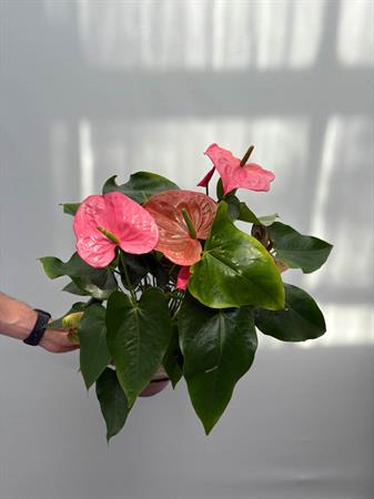 Anthurium rosa pianta elegante da interno