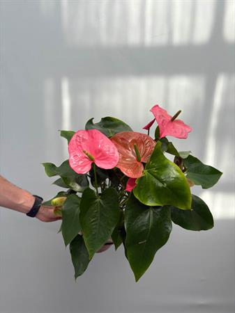 Anthurium rosa pianta elegante da interno