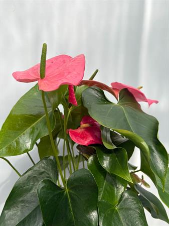Anthurium rosa pianta elegante da interno