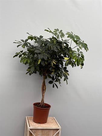 Schefflera