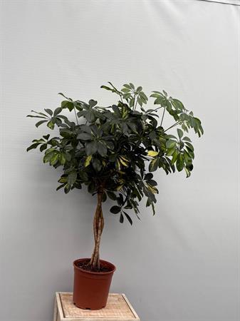 Schefflera
