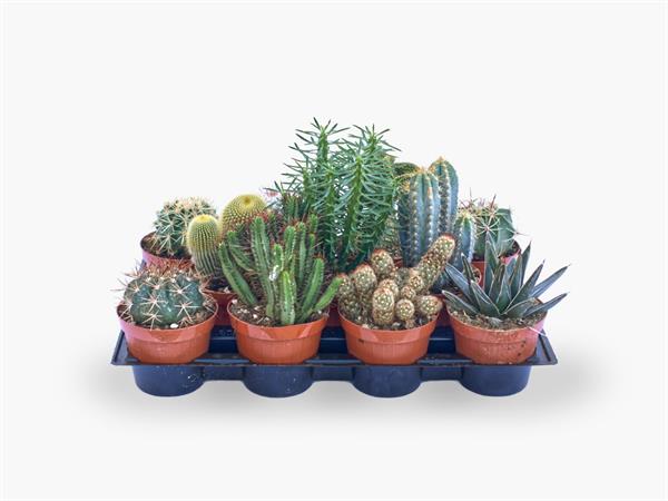 Cactus e succulente d.12 cm